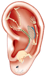 earskeleton